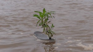 Plants will grow anywhere in the Amazon Basin.  I wonder if this little guy will make it to the Atlantic with us?