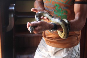 Little Anaconda that Edgine found swimming around the Perolita.  Don't worry, no snakes were harmed in the production of this blog